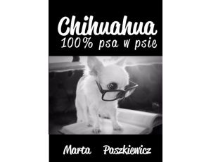 Chihuahua 100% psa w psie