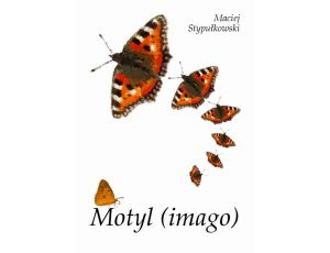 Motyl (imago)