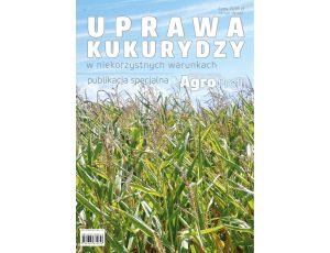 Uprawa kukurydzy w niekorzystnych warunkach