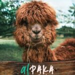 Tytuł: Alpaka czułości
Autor: Joanna Szarańska
Wydawnictwo: Czwarta Strona
Formaty: MOBI, EPUB