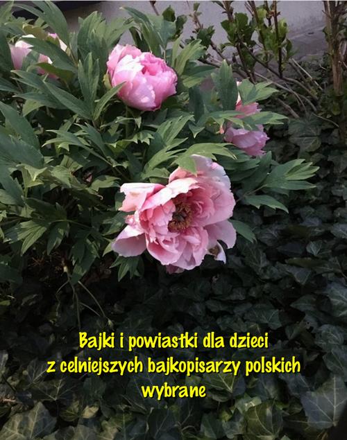 Tytuł: Bajki i powiastki dla dzieci z celniejszych bajkopisarzy polskich wybrane
Autor: Antologia
Wydawnictwo: Armoryka
Formaty: EPUB, MOBI