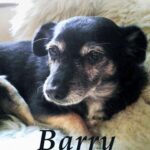 Tytuł: Barry. Opowiadania o psach
Autor: Andrzej Juliusz Sarwa
Wydawnictwo: Armoryka
Formaty: MP3