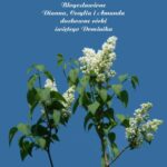 Tytuł: Błogosławione Dianna, Cecylia i Amanda duchowne córki świętego Dominika
Autor: Ks. Jan Siedlecki
Wydawnictwo: Armoryka
Formaty: EPUB, MOBI