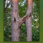 Tytuł: BYĆ BOGIEM – BYĆ SOBĄ. ZASADY ROZWOJU DUCHOWEGO
Autor: Tomasz Niemirowski
Wydawnictwo: Petrus
Formaty: PDF