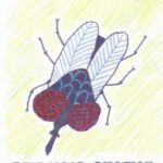 Tytuł: Czarna mucha
Autor: Dorota Mularczyk
Wydawnictwo: Wydawnictwo e-bookowo
Formaty: PDF, EPUB, MOBI