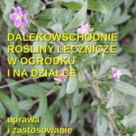 Tytuł: Dalekowschodnie rośliny lecznicze w ogródku i na działce
Autor: Andrzej Sarwa
Wydawnictwo: Armoryka
Formaty: EPUB, MOBI