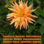 Tytuł: Doktor Murek zredukowany. Drugie życie doktora Murka
Autor: Tadeusz Dołęga-Mostowicz
Wydawnictwo: Armoryka
Formaty: MOBI, EPUB