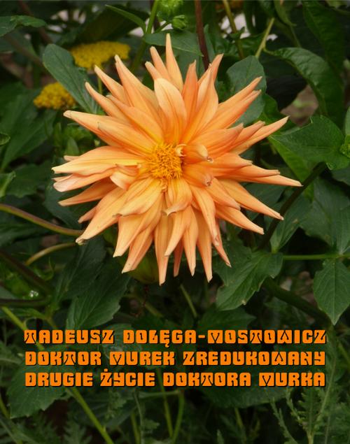 Tytuł: Doktor Murek zredukowany. Drugie życie doktora Murka
Autor: Tadeusz Dołęga-Mostowicz
Wydawnictwo: Armoryka
Formaty: MOBI, EPUB