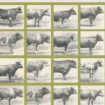 Gruźlica bydła w Polsce w świetle poglądów dotyczących rozwoju choroby i jej zwalczania w latach 1882–1975 — okładka e-booka