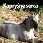 Tytuł: Kapryśne serca
Autor: Marian Kowalski
Wydawnictwo: Wydawnictwo e-bookowo
Formaty: MOBI, PDF, EPUB