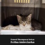 Kotka śmieciarka — okładka e-booka