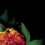 Tytuł: Kronos 2/2018. Schelling
Autor: Opracowanie zbiorowe
Wydawnictwo: Fundacja Cieszkowskiego
Formaty: MOBI, EPUB