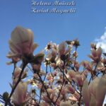 Kwiat magnolii — okładka e-booka