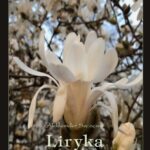 Liryka — okładka e-booka