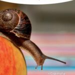 Tytuł: Matematyka w Szkole. Czasopismo dla nauczycieli. Nr 64
Autor: Praca zbiorowa
Wydawnictwo: Gdańskie Wydawnictwo Oświatowe
Formaty: PDF