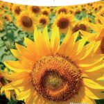 Tytuł: Matematyka w Szkole. Czasopismo dla nauczycieli. Nr 67
Autor: Praca zbiorowa
Wydawnictwo: Gdańskie Wydawnictwo Oświatowe
Formaty: PDF