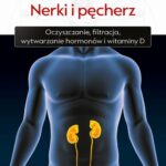 Medycyna holistyczna. Tom V - Nerki i pęcherz. Oczyszczanie, filtracja, wytwarzanie hormonów i witaminy D — okładka e-booka