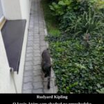 Tytuł: O kocie, który sam chadzał na przechadzkę. The Cat that Walked by Himself
Autor: Rudyard Kipling
Wydawnictwo: Armoryka
Formaty: EPUB, MOBI