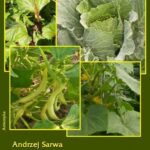 Tytuł: Ogród w domu
Autor: Andrzej Sarwa
Wydawnictwo: Armoryka
Formaty: EPUB, MOBI
