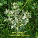 Tytuł: Rozmowa szlachcica polskiego z cudzoziemcem
Autor: Piotr Zbylitowski
Wydawnictwo: Armoryka
Formaty: EPUB, MOBI