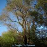 Tytuł: Rusałka. Русалка
Autor: Aleksander Puszkin
Wydawnictwo: Armoryka
Formaty: EPUB, MOBI