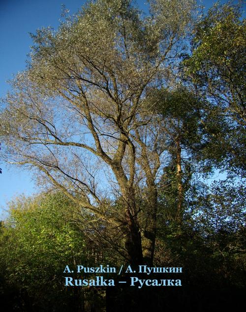 Tytuł: Rusałka. Русалка
Autor: Aleksander Puszkin
Wydawnictwo: Armoryka
Formaty: EPUB, MOBI