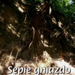 Sępie gniazdo — okładka e-booka