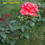 Tytuł: Śpiew o czujnej duszy
Autor: Roman Jaworski
Wydawnictwo: Armoryka
Formaty: EPUB, MOBI