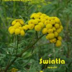 Tytuł: Światła. Nowele
Autor: Maria Rodziewiczówna
Wydawnictwo: Armoryka
Formaty: EPUB, MOBI
