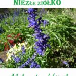 Tytuł: Tarczyca bajkalska – niezłe ziółko
Autor: Aleksander Wójcik
Wydawnictwo: Eco Windsor
Formaty: PDF