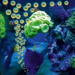 Tytuł: Właściwości fizykochemiczne i biologiczne wybranych biopierwiastków
Autor: Włodzimierz Opoka, Bożena Muszyńska, Anita Rutkowska, Małgorzata Schlegel-Zawadzka, Małgorzata Płonka
Wydawnictwo: Zakład Optymalizacji Zawodowej Ośrodek UMEA
Formaty: PDF