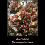 Tytuł: Zmartwychwstanie
Autor: Lew Tołstoj
Wydawnictwo: Armoryka
Formaty: MOBI, EPUB