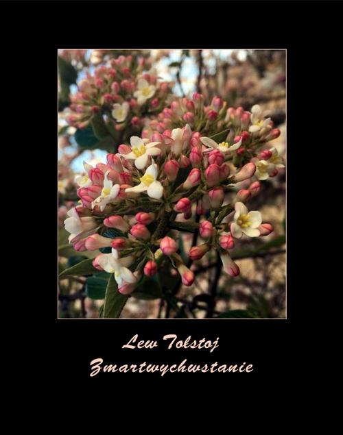 Tytuł: Zmartwychwstanie
Autor: Lew Tołstoj
Wydawnictwo: Armoryka
Formaty: MOBI, EPUB