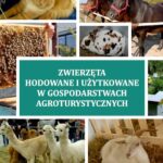 Tytuł: Zwierzęta hodowane i użytkowane w gospodarstwach agroturystycznych
Autor: Stanisław Socha, Dorota Kołodziejczyk
Wydawnictwo: Uniwersytet w Siedlcach
Formaty: PDF