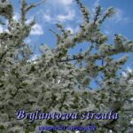 Tytuł: Brylantowa strzała. Opowieści niezwykłe
Autor: Antologia
Wydawnictwo: Armoryka
Formaty: EPUB, MOBI