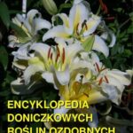Tytuł: Encyklopedia doniczkowych roślin ozdobnych
Autor: Andrzej Sarwa
Wydawnictwo: Armoryka
Formaty: MOBI, EPUB