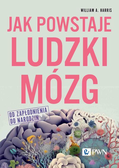 Jak powstaje ludzki mózg Od zapłodnienia do narodzin — okładka e-booka