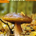 Tytuł: Matematyka w Szkole. Czasopismo dla nauczycieli szkół podstawowych i gimnazjów. Nr 26
Autor: Praca zbiorowa
Wydawnictwo: Gdańskie Wydawnictwo Oświatowe
Formaty: PDF