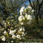 Tytuł: Nad Niemnem
Autor: Eliza Orzeszkowa
Wydawnictwo: Armoryka
Formaty: MOBI, EPUB