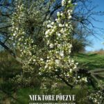 Tytuł: Niektóre poezye Andrzeja i Piotra Zbylitowskich
Autor: Andrzej Zbylitowski, Piotr Zbylitowski
Wydawnictwo: Armoryka
Formaty: MOBI, EPUB