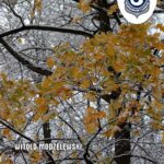 Tytuł: Polska-Rosja czy czeka nas czwarta zdrada Zachodu
Autor: Prof. dr hab. Witold Modzelewski
Wydawnictwo: Instytut Studiów Podatkowych Modzelewski i Wspólnicy
Formaty: PDF