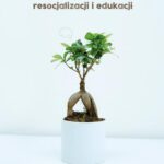 Promocja dobrych praktyk w profilaktyce zdrowotnej, resocjalizacji i edukacji — okładka e-booka