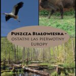 Tytuł: Puszcza Białowieska - Ostatni las pierwotny Europy
Autor: Wojciech Biedroń
Wydawnictwo: Wydawnictwo e-bookowo
Formaty: MOBI, EPUB, PDF