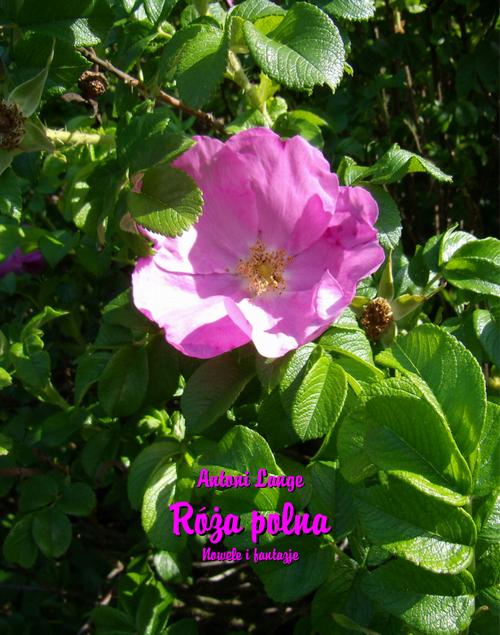 Tytuł: Róża polna. Nowele i fantazje
Autor: Antoni Lange
Wydawnictwo: Armoryka
Formaty: EPUB, MOBI