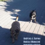 Tytuł: Rudzia i Maluszek. Opowiadania o pieskach
Autor: Andrzej Juliusz Sarwa
Wydawnictwo: Armoryka
Formaty: EPUB, MOBI