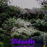 Tytuł: Widziadło i inne smętne opowieści
Autor: Antologia
Wydawnictwo: Armoryka
Formaty: MOBI, EPUB